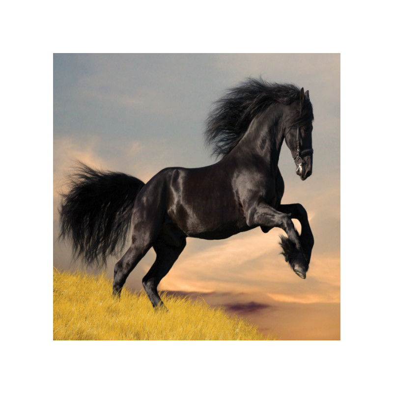 Πίνακας σε καμβά με Ζώα με άλογο